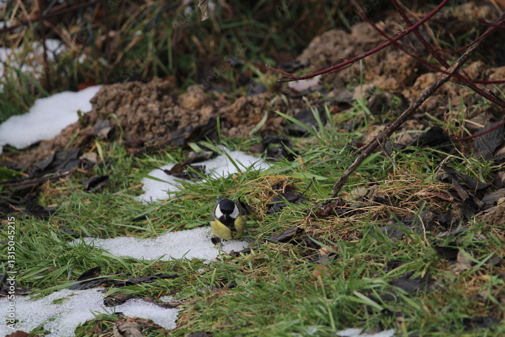 Obraz premium great tit (Parus major) sitting in the branches of a tree. The great tit (Parus major) is a passerine bird in the tit family Paridae. 