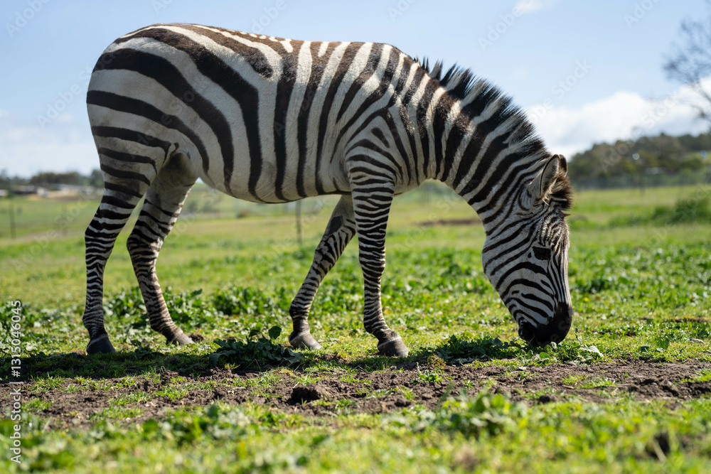 zebra eating grass in a herd