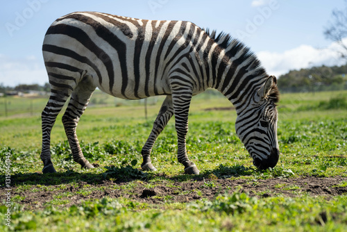 Obraz na płótnie zebra eating grass in a herd w salonie