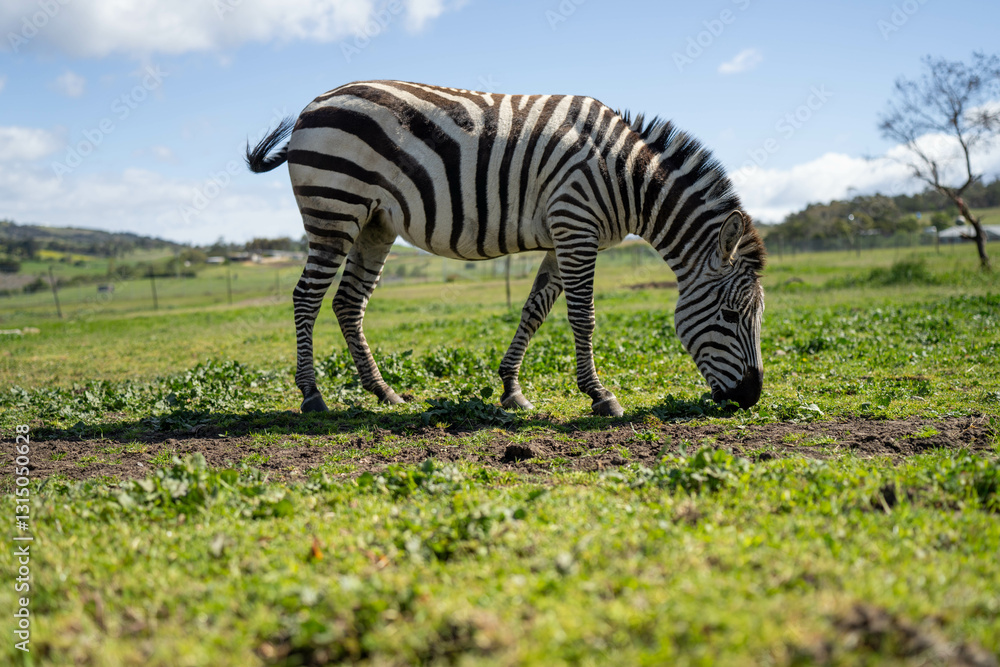 Naklejka premium zebra eating grass in a herd