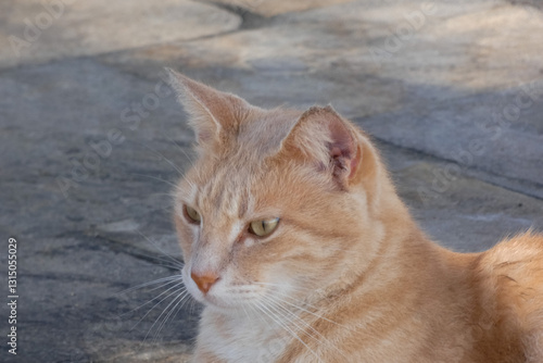 Fototapeta Naklejka Na Ścianę i Meble -  Tabby cat sitting on stone pavement in greece