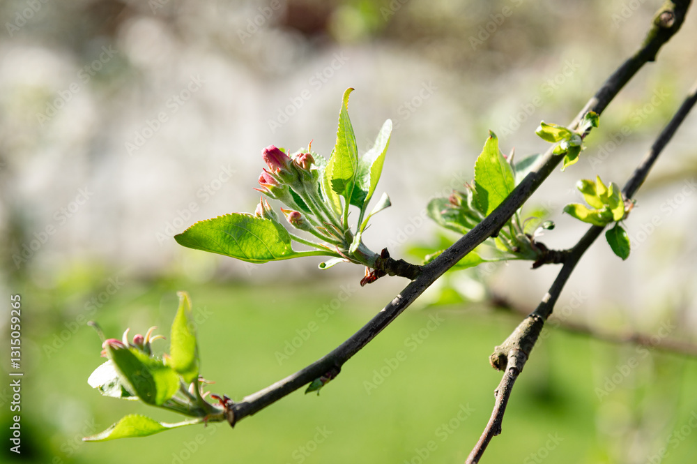 Fresh spring blooms on a young branch showcasing vibrant green leaves and delicate pink flowers in a sunny garden setting Fresh spring blooms on a young branch showcasing vibrant green leaves and delicate pink flowers in a sunny garden setting