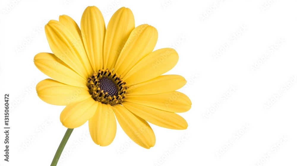Bright Yellow Daisy Flower on White Background Bright Yellow Daisy Flower on White Background