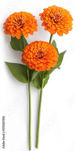 Three Orange Zinnias on White Background