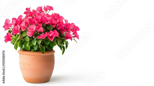 Wallpaper Mural Vibrant Pink Bougainvillea in Terracotta Pot Against White Background Torontodigital.ca