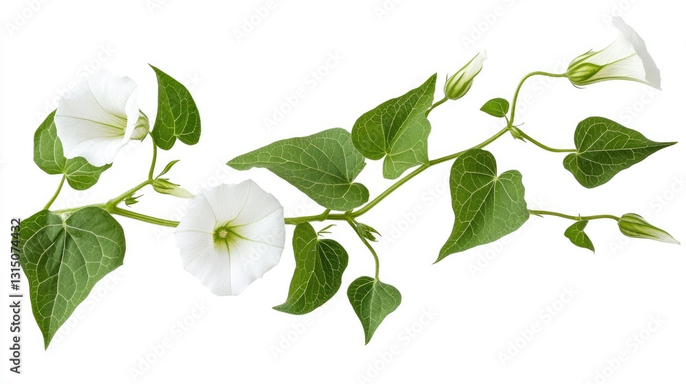 Fresh Bindweed Sprig with Lush Green Leaves Isolated on a Bright Background Fresh Bindweed Sprig with Lush Green Leaves Isolated on a Bright Background