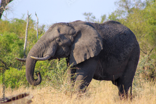 Photography Elephants in Kruger Park South Africa
