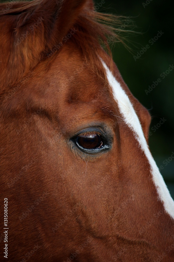 Obraz premium close-up of an eye of a brown horse's head with white blaze