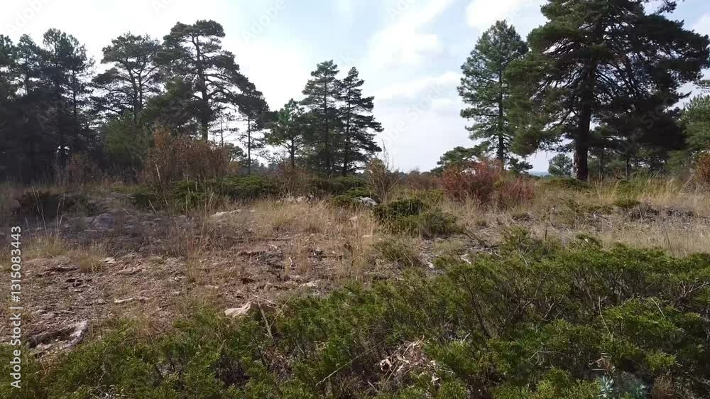 Low Altitude Forward Traveling Over Juniper Shrubs in a Mediterranean Forest in Spain - 582
Low Altitude Forward Traveling Over Juniper Shrubs in a Mediterranean Forest in Spain - 582