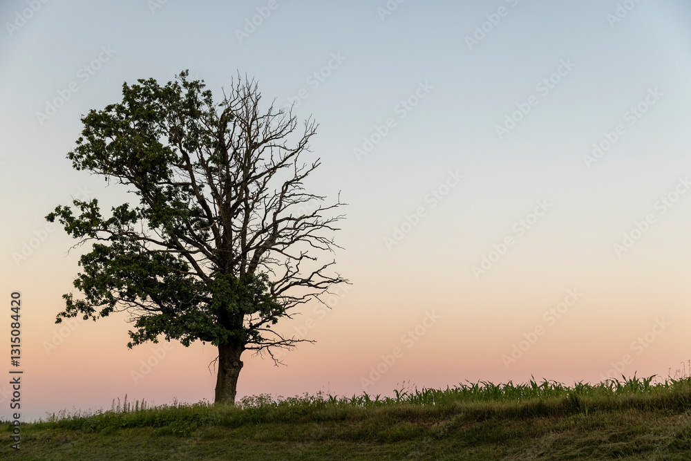Fototapeta premium a half withered tree grows on a hill near sunset