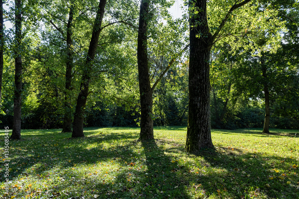 a park with lots of maple trees with green foliage in late summer a park with lots of maple trees with green foliage in late summer