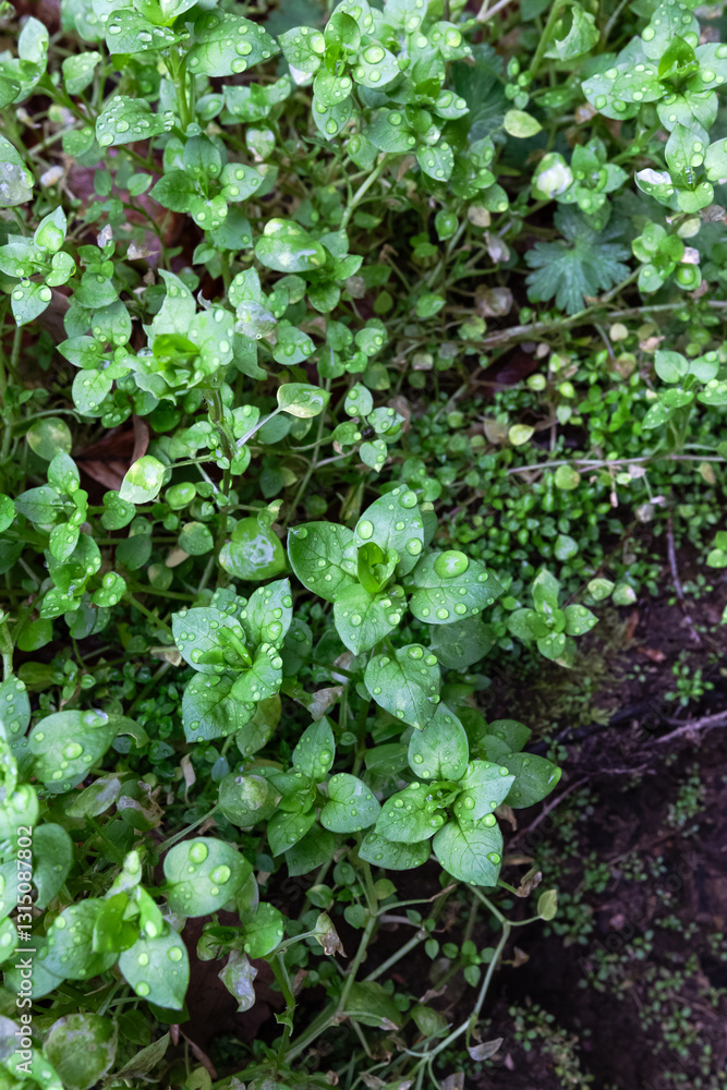 Little green leaves with water drops in the garden, top view. Watercress or yellowcress (Nasturtium officinale) is a species of aquatic flowering plant. Little green leaves with water drops in the garden, top view. Watercress or yellowcress (Nasturtium officinale) is a species of aquatic flowering plant.