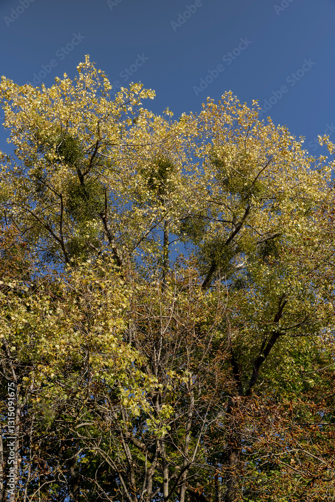 fallen leaves from trees in sunny autumn weather fallen leaves from trees in sunny autumn weather