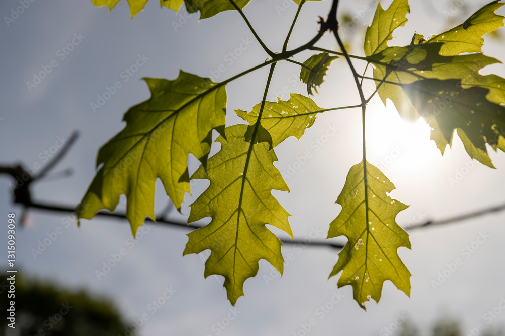 green new oak foliage in sunny weather green new oak foliage in sunny weather
