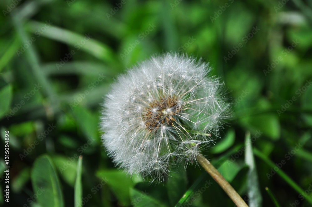 Beautiful white dandelion seeds in the grass Beautiful white dandelion seeds in the grass