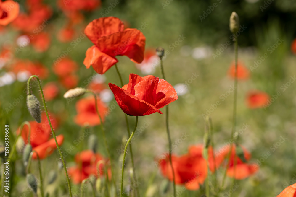 a large number of red poppies in the green grass a large number of red poppies in the green grass