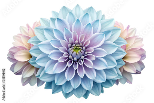 Wallpaper Mural Stunning Pastel Blue and Pink Dahlia Flower Arrangement on Black Background Beautiful Floral Design Botanical Photography Torontodigital.ca