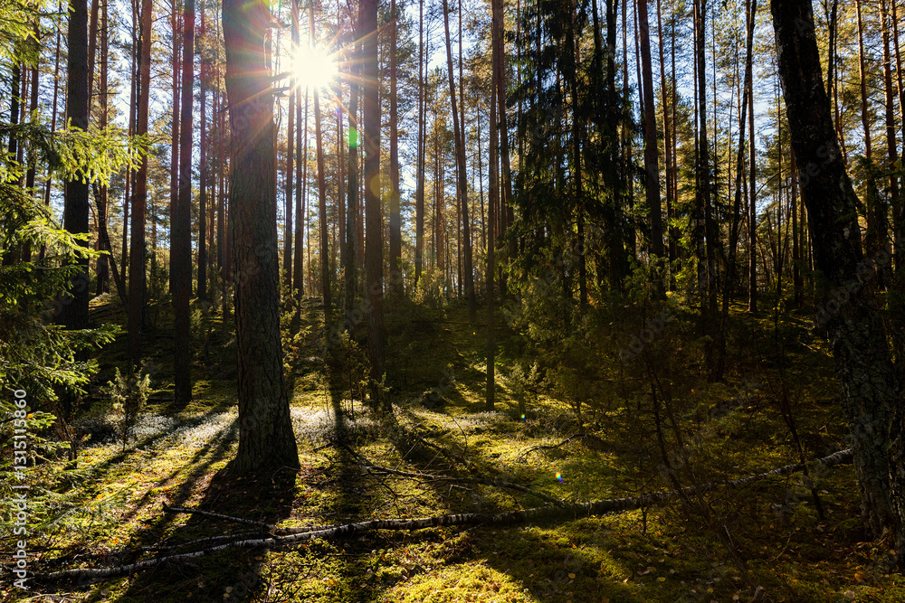 Obraz premium large old pines and young deciduous trees in the sunlight in autumn