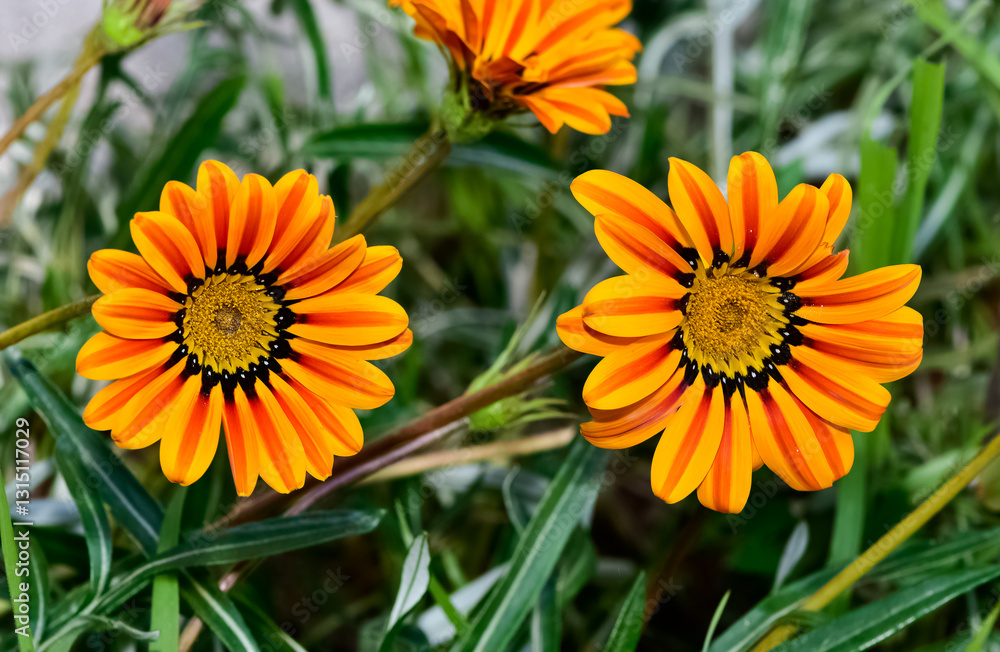 Photos of gazania flowers in various colors. Photos of gazania flowers in various colors.