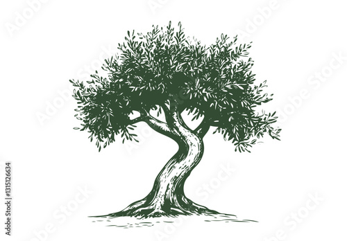 Olive tree, hand drawn on white
