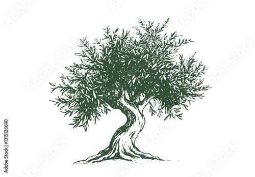 Olive tree, hand drawn style.	
