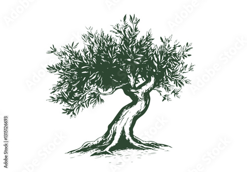 Olive tree, hand drawn on white
