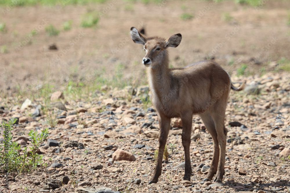 Wasserbock / Waterbuck / Kobus ellipsiprymnus.. Wasserbock / Waterbuck / Kobus ellipsiprymnus..