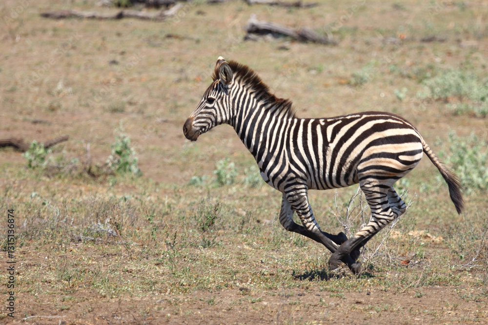 Steppenzebra / Burchell's zebra / Equus quagga burchellii..