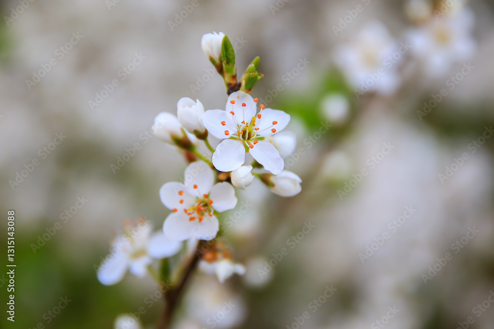 Forest Trees Adorned with White Flowers Blooming in Spring Forest Trees Adorned with White Flowers Blooming in Spring