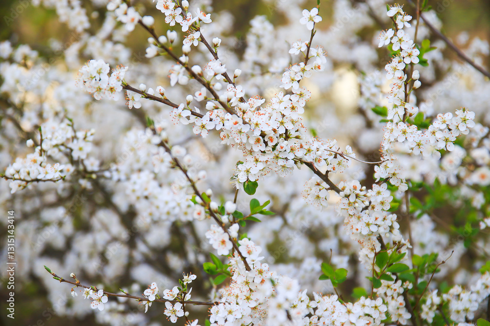 Forest Trees Adorned with White Flowers Blooming in Spring Forest Trees Adorned with White Flowers Blooming in Spring