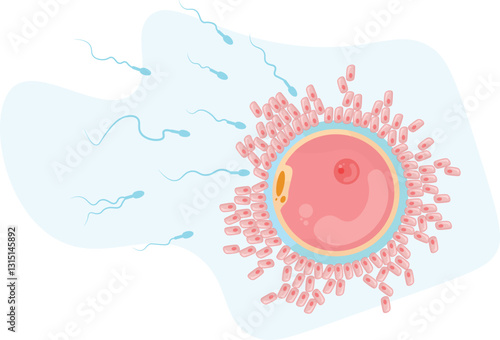 fertilisation, Sperm and egg fusion process