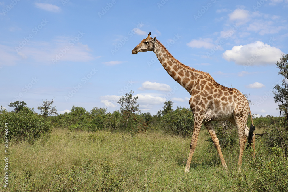 Fototapeta premium Giraffe / Giraffe / Giraffa camelopardalis