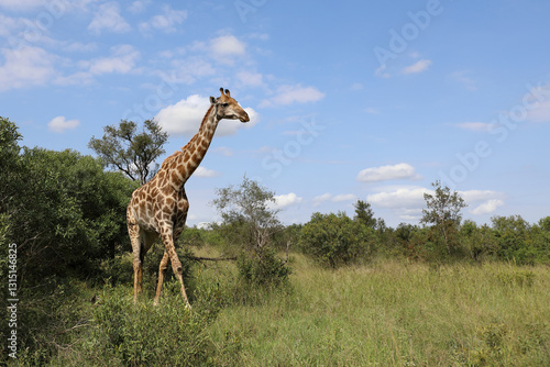 Photography Giraffe / Giraffe / Giraffa camelopardalis