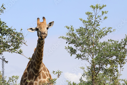 Photography Giraffe / Giraffe / Giraffa camelopardalis