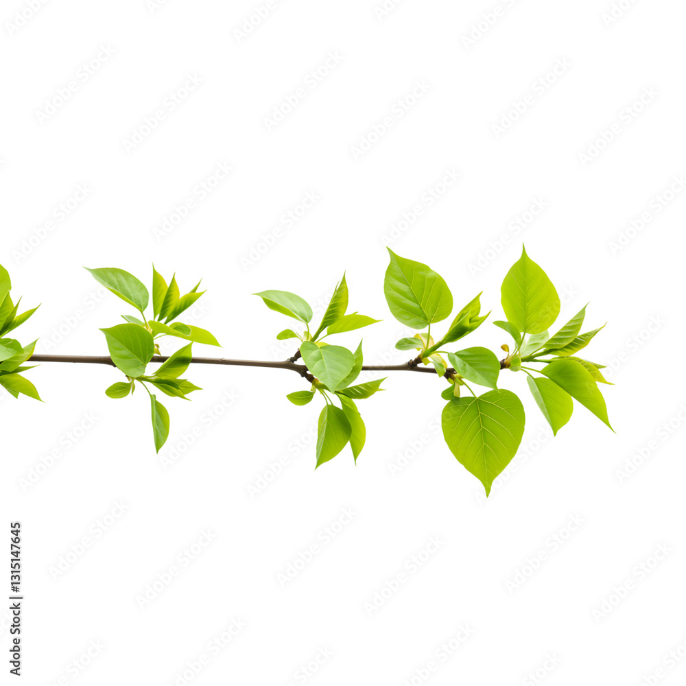 Fototapeta premium Fresh Spring Branch with New Foliage