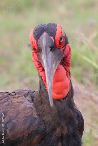 Kaffernhornrabe / Southern ground hornbill / Bucorvus leadbeateri photo