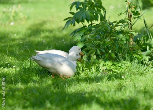 Białe kaczki photo