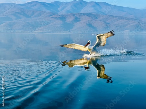 Bild auf Leinwand pelican in flight over water of kerkini lake