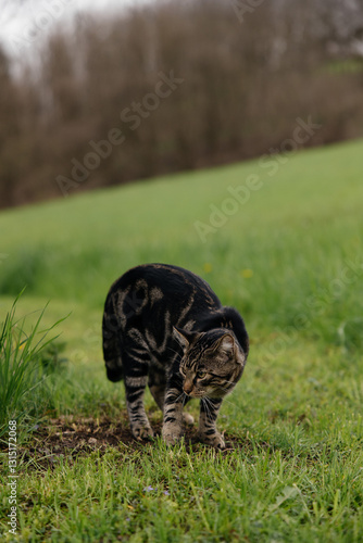Striped Pet in the Backyard