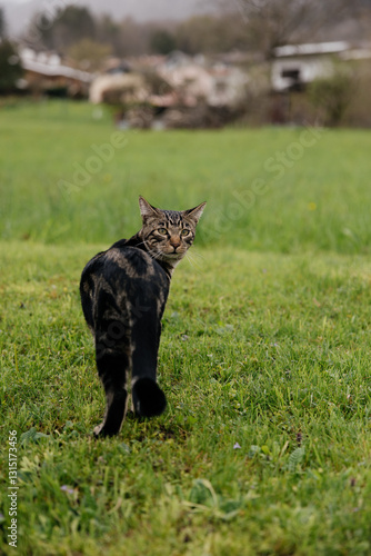 Striped Pet in the Backyard
