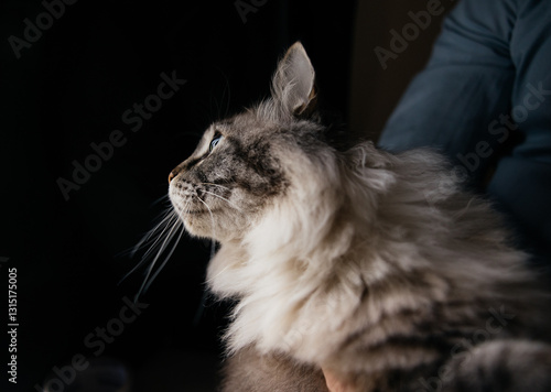 Majestic Blue Eyed Cat Portrait