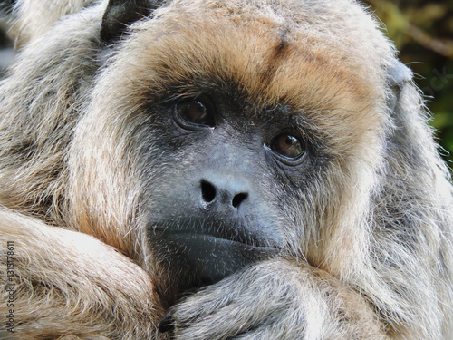 Sleepy monkey resting on tree branch – Close-up of primate in natural habitat