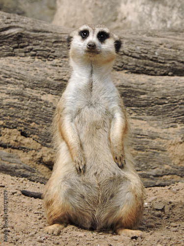 Alert meerkat standing guard – African wildlife in natural environment