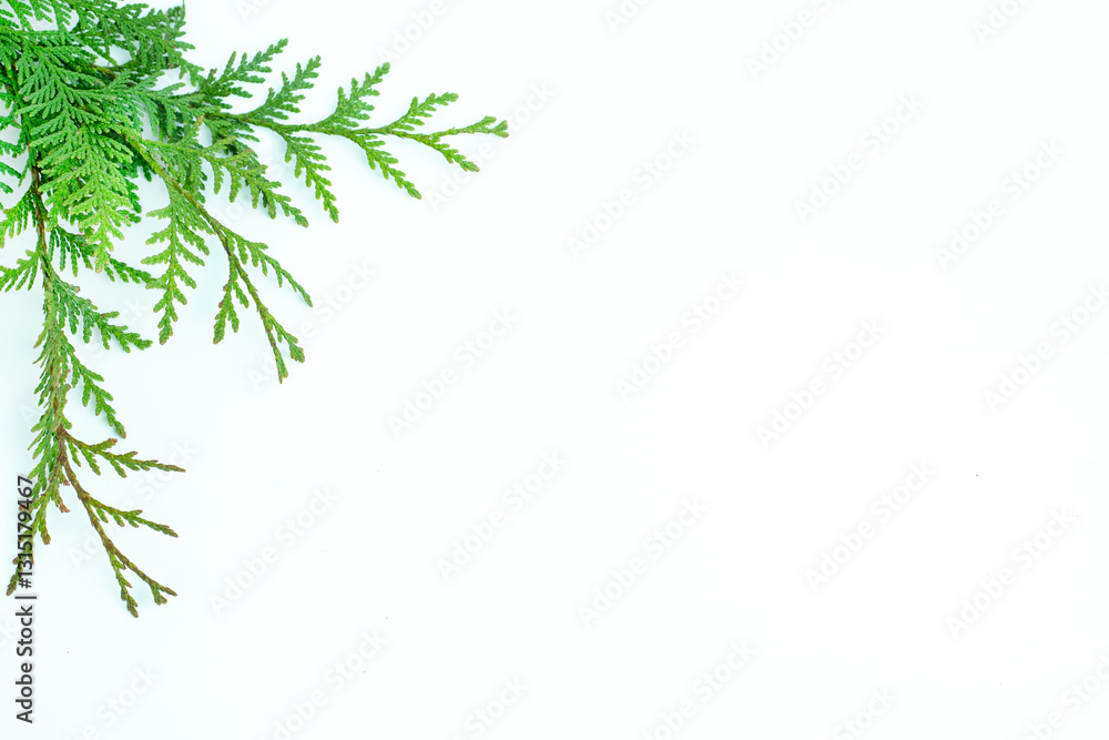 A green cedar branch extends from the upper left corner against a white background. Natural composition and empty space make it perfect for botanical designs, seasonal themes, Christmas decorations A green cedar branch extends from the upper left corner against a white background. Natural composition and empty space make it perfect for botanical designs, seasonal themes, Christmas decorations