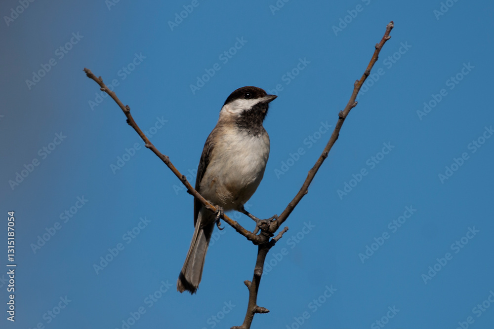Sombre tit bird sitting on branch of tree a day time. Spring time in Greece. Blue sky as background. Poecile lugubris. Sombre tit bird sitting on branch of tree a day time. Spring time in Greece. Blue sky as background. Poecile lugubris.