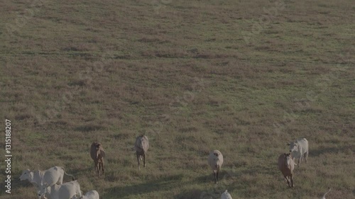 Aerial Bucolic Farm in Rural Surubim with Flying Birds, Pasture, Trees, and Forest

