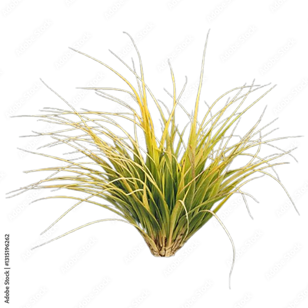 Fototapeta premium green grass isolated on white