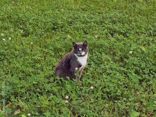 cat surrounded by green grass with clover and small white flowers. The cat looks relaxed and calm.