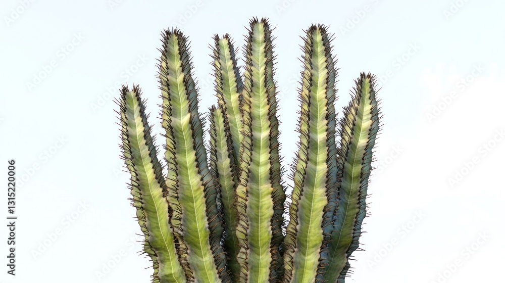 Cactus plant, desert landscape, nature, botanical, isolated, background, design element Cactus plant, desert landscape, nature, botanical, isolated, background, design element