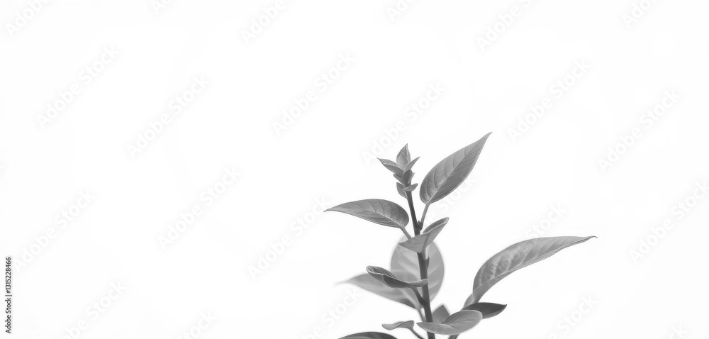 Single vibrant green plant, isolated on pure white, green, visual Single vibrant green plant, isolated on pure white, green, visual
